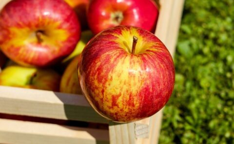 りんごを毎日は太る？ダイエット効果を実際に調査してみた！